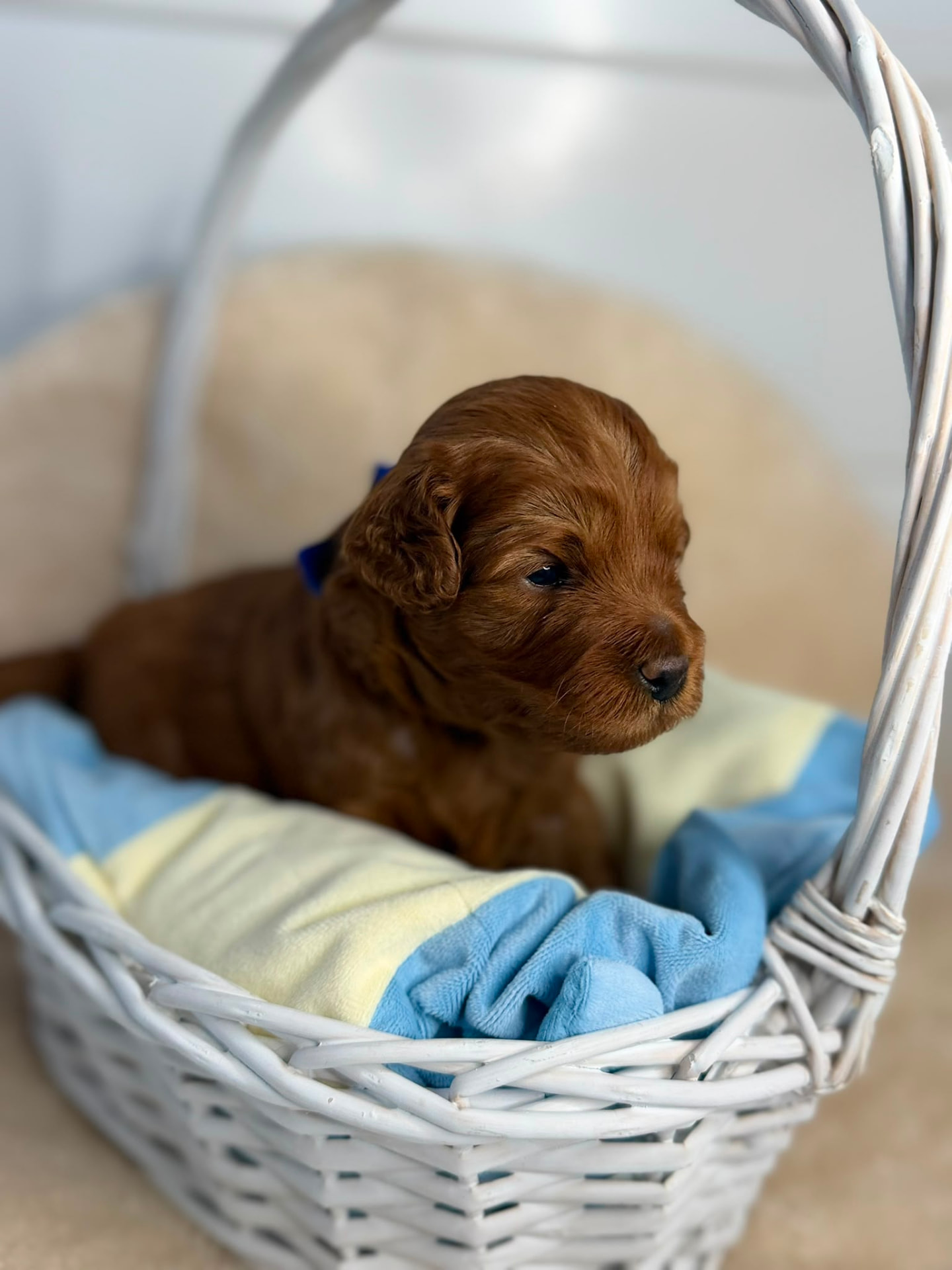 Little Joy Cavoodle puppy sitting in a white basket