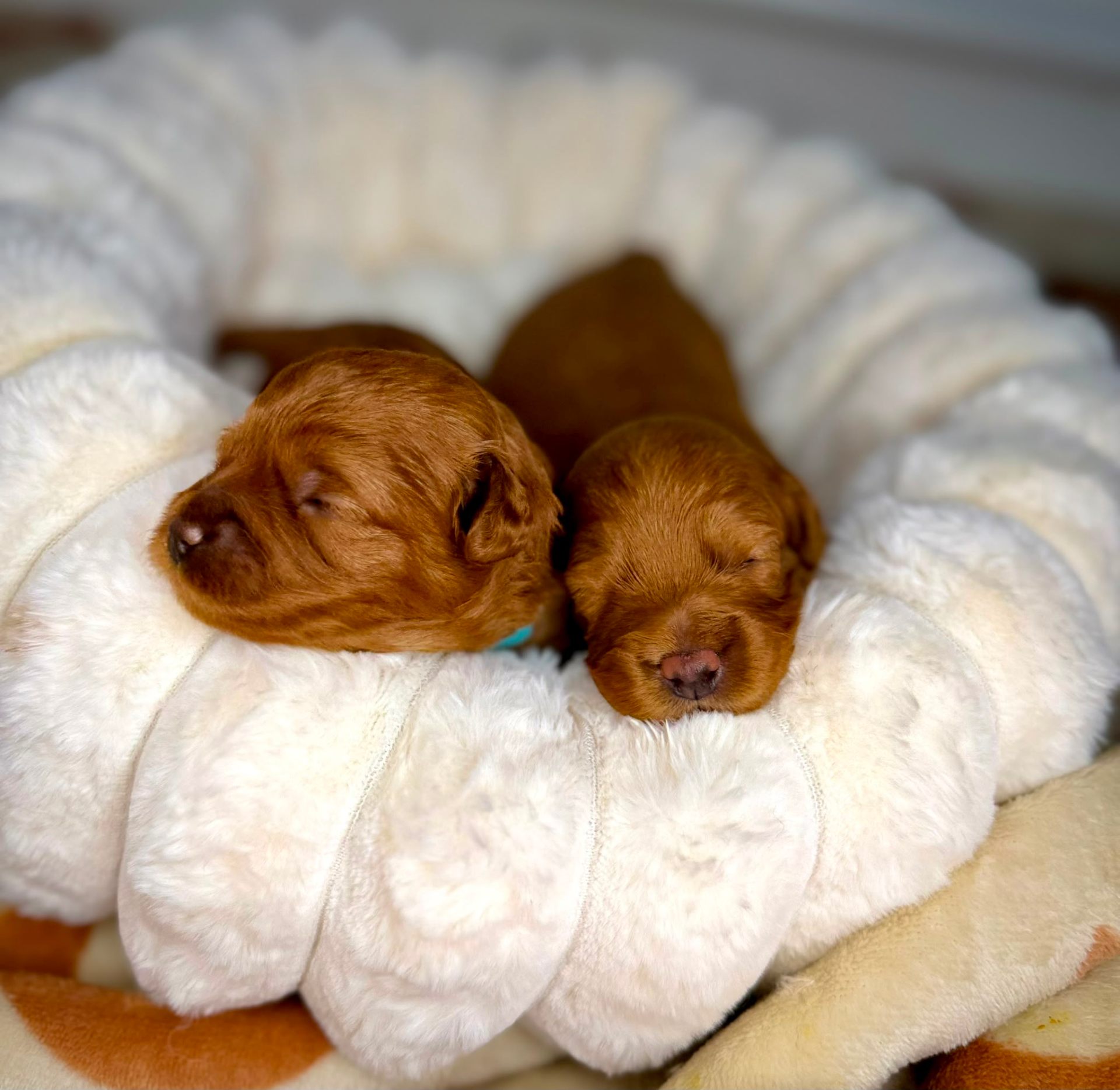 Two Winter 2026 puppies sleeping close together
