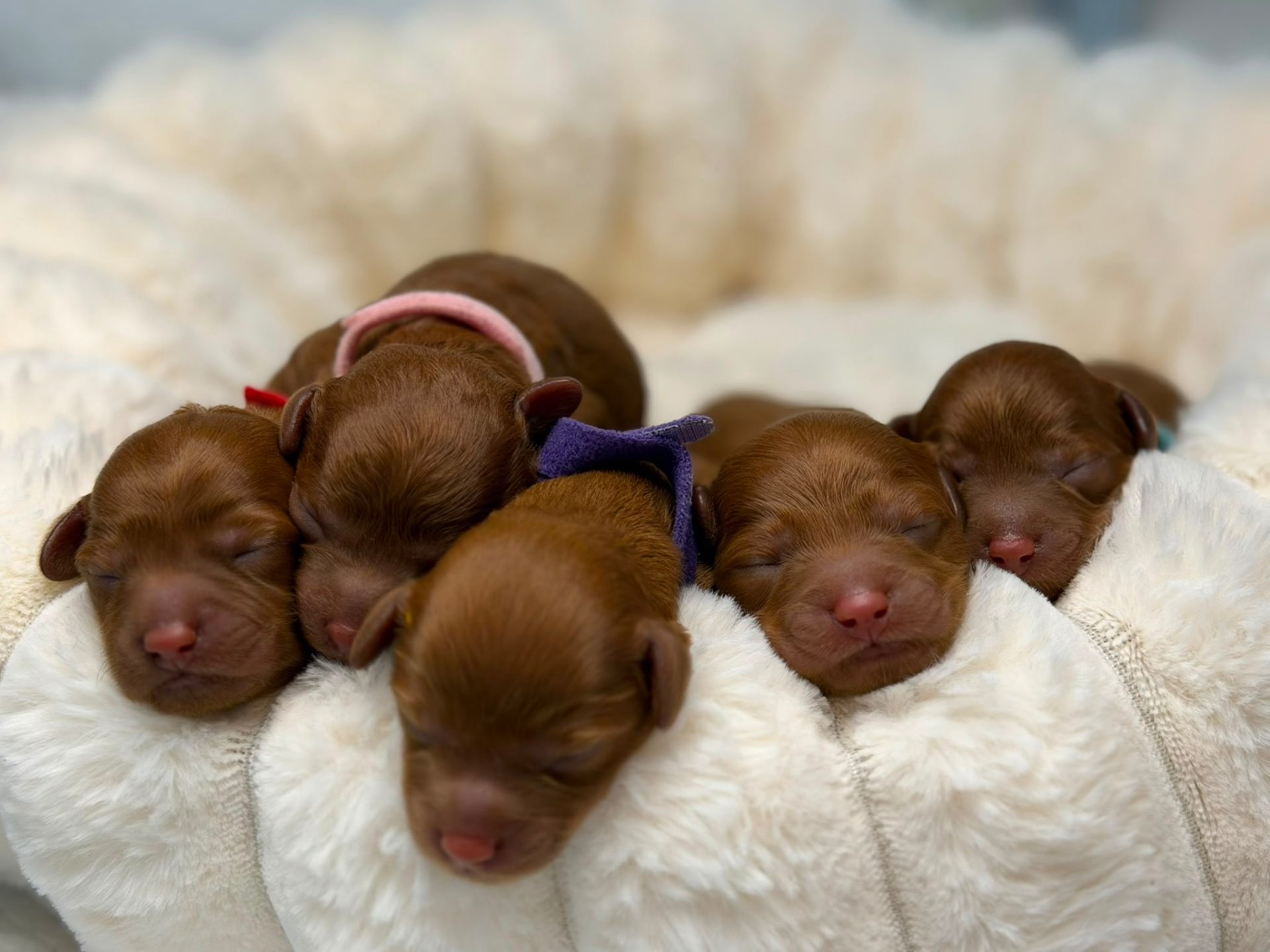 Newborn Cavoodle puppies snuggled together