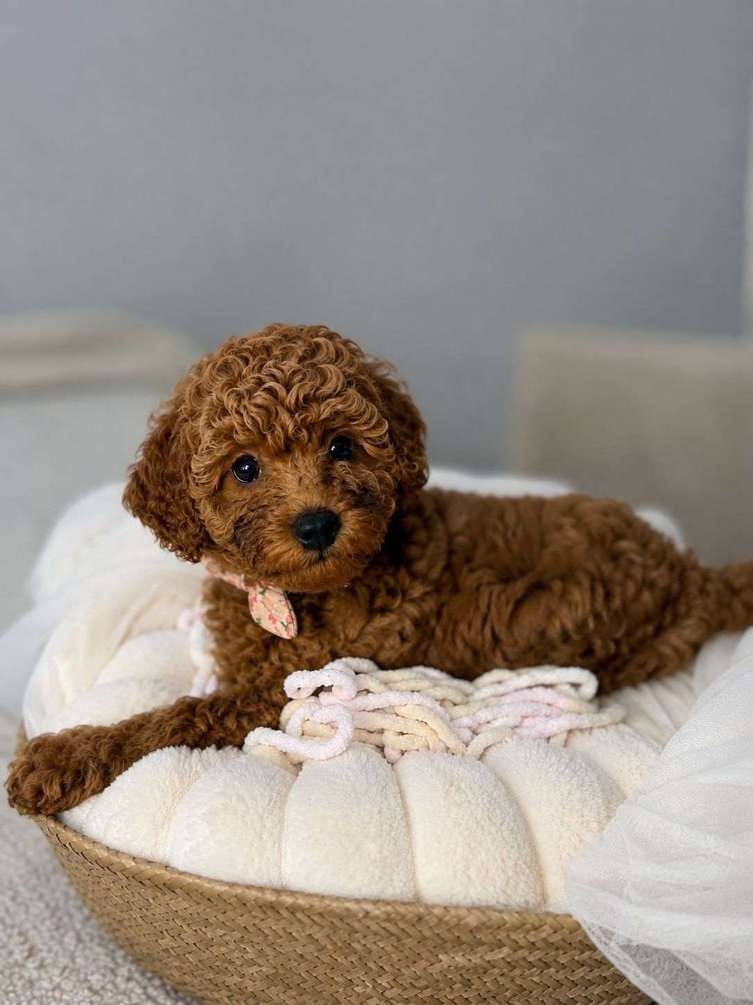 Blossom, Winter 2026 puppy