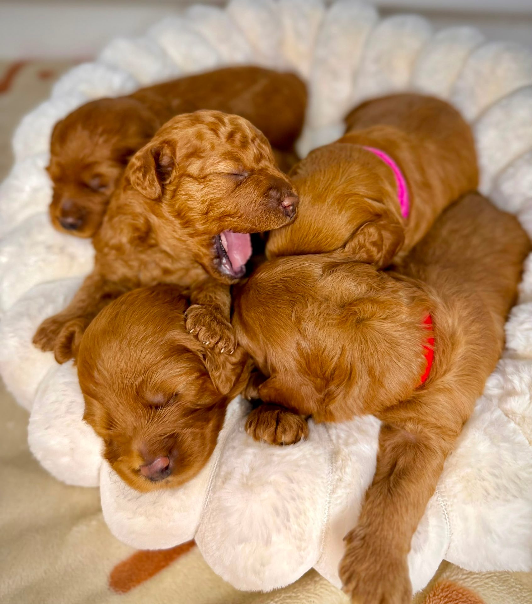 Winter 2026 puppies snuggled with pink and red collars