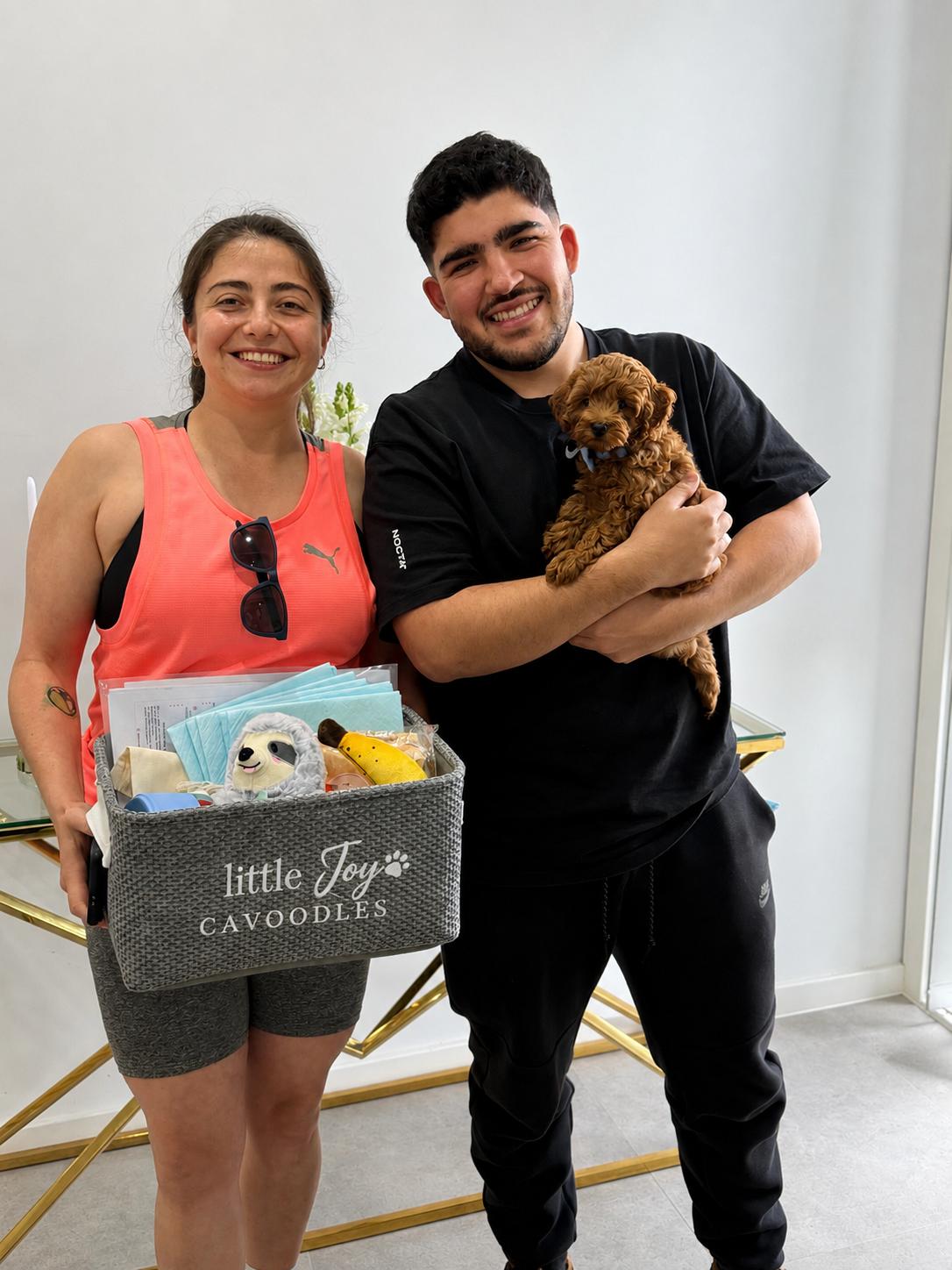 A couple taking home their Little Joy Cavoodle puppy