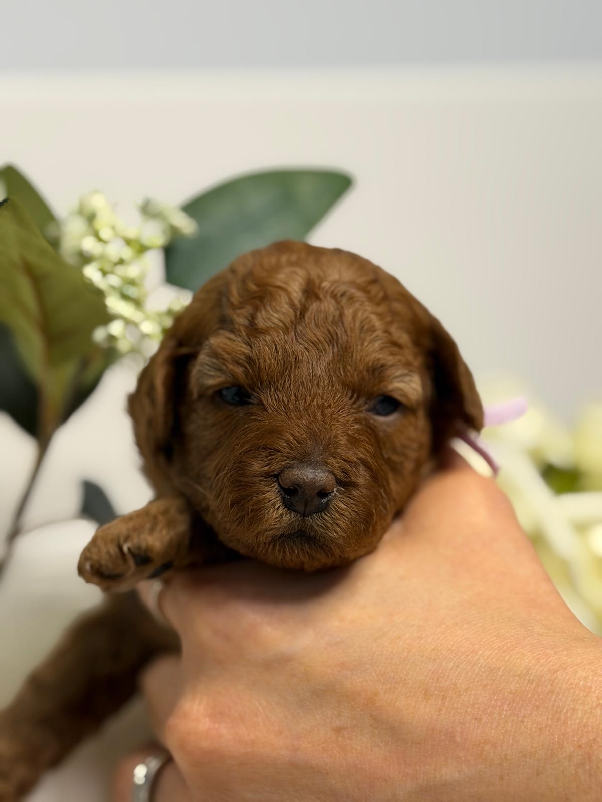 Newborn Little Joy Cavoodle puppy held gently in hand