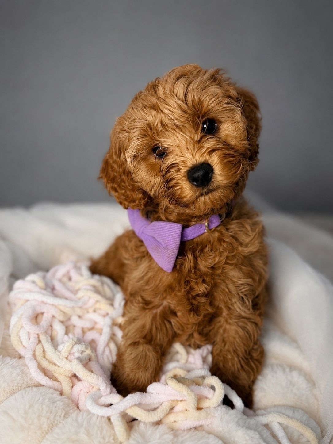 Cookie, Winter 2026 puppy