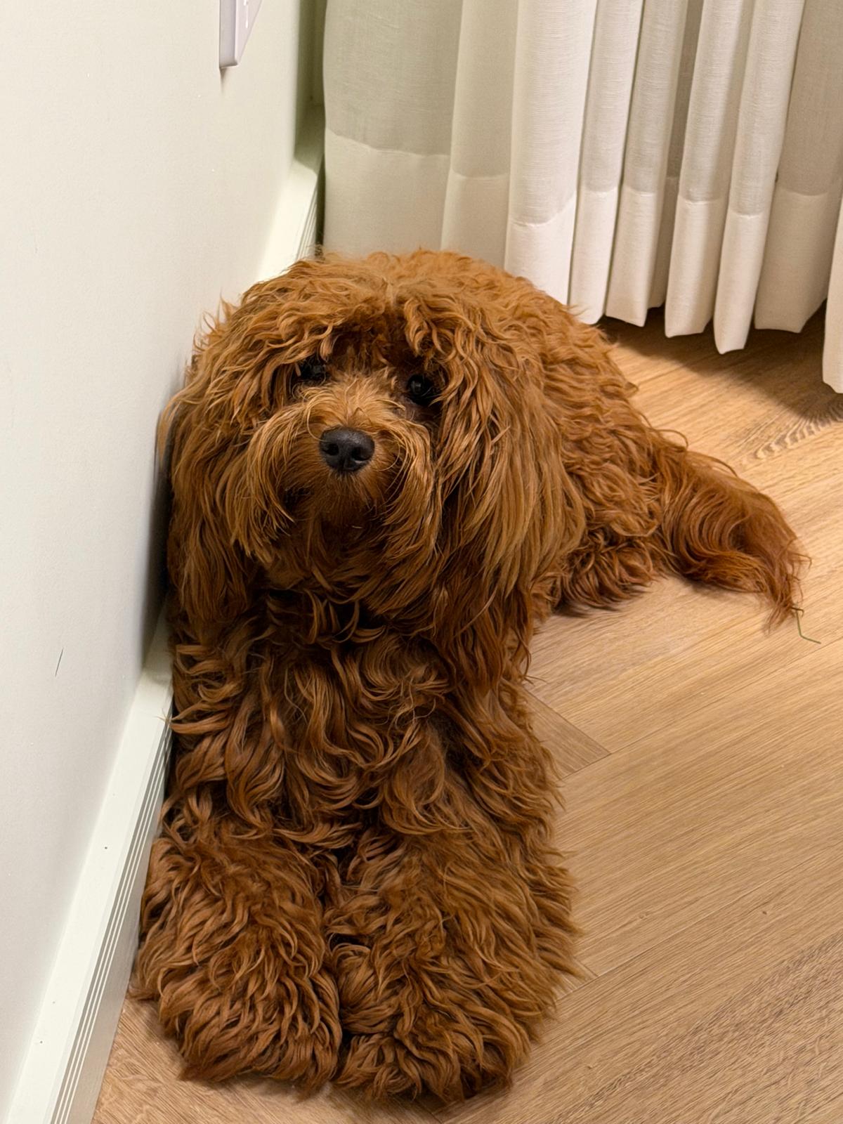Cavoodle puppy wrapped in a soft pink blanket