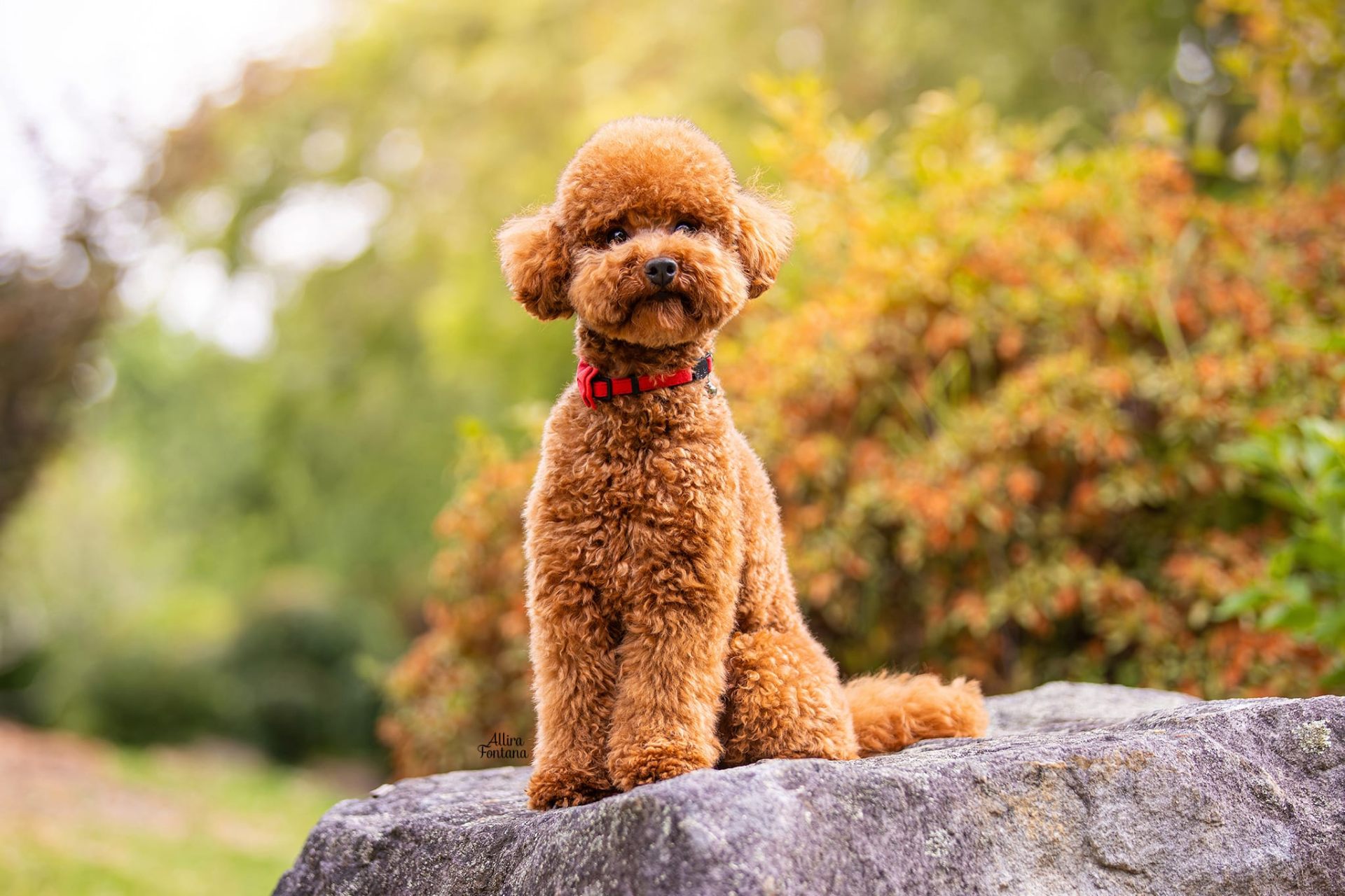 Loki, our Toy Poodle stud