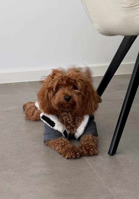 Nala in her cosy jacket