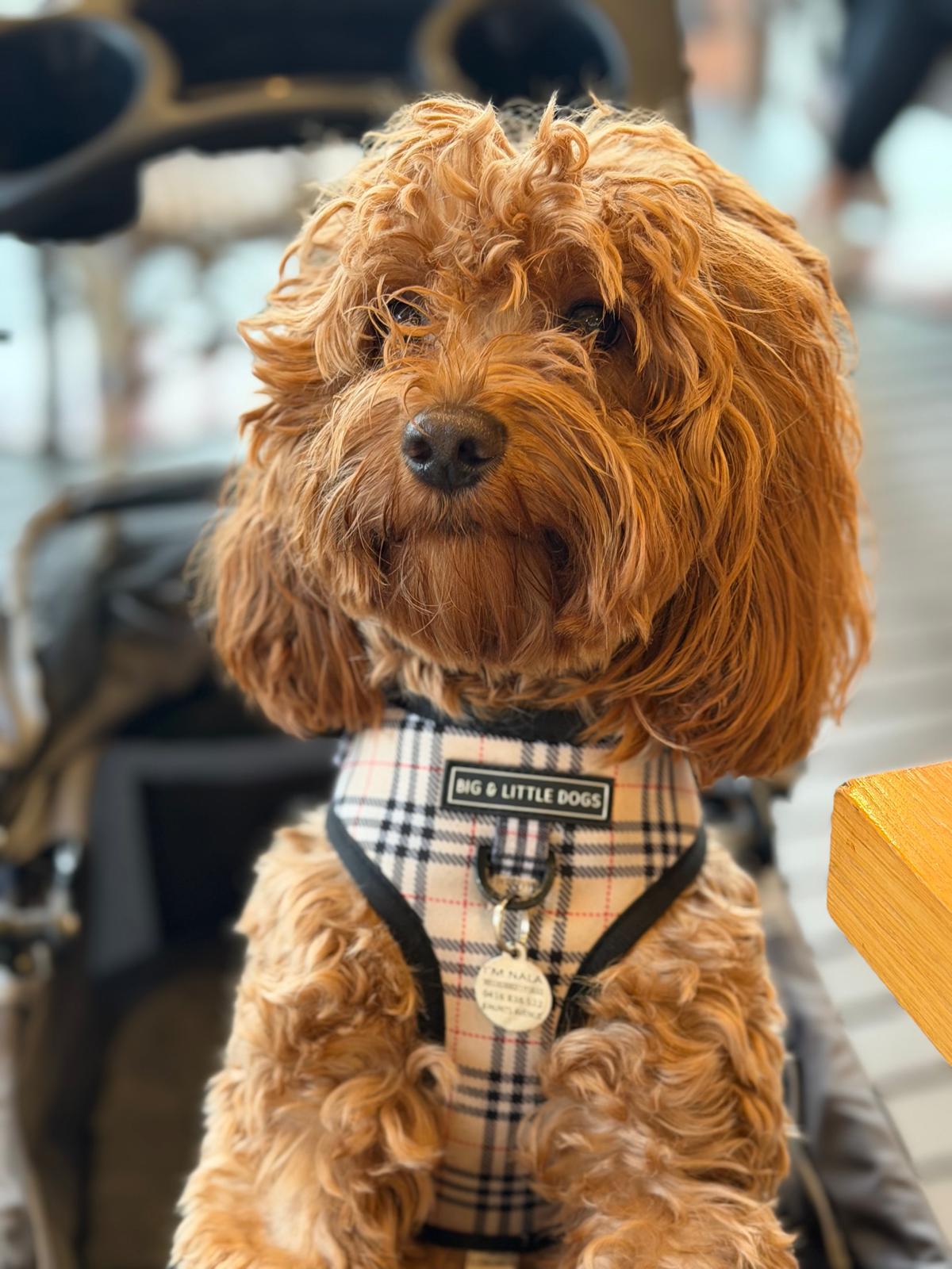 Nala, our Cavoodle mama