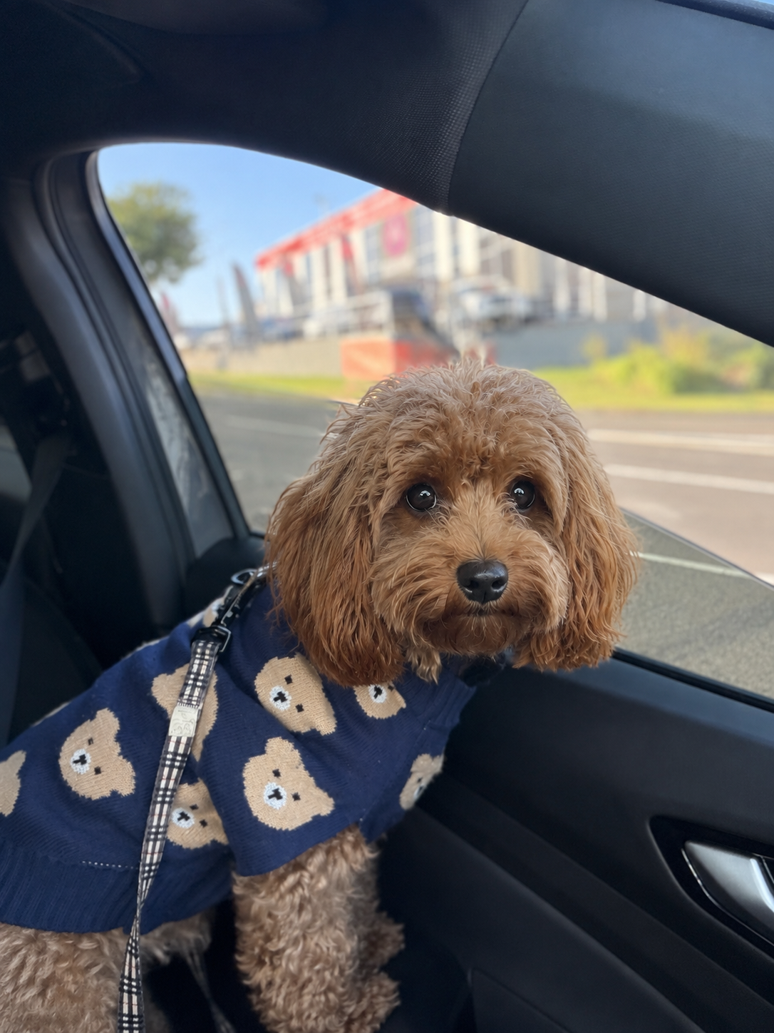 A Little Joy Cavoodles puppy held gently in a pink knit blanket