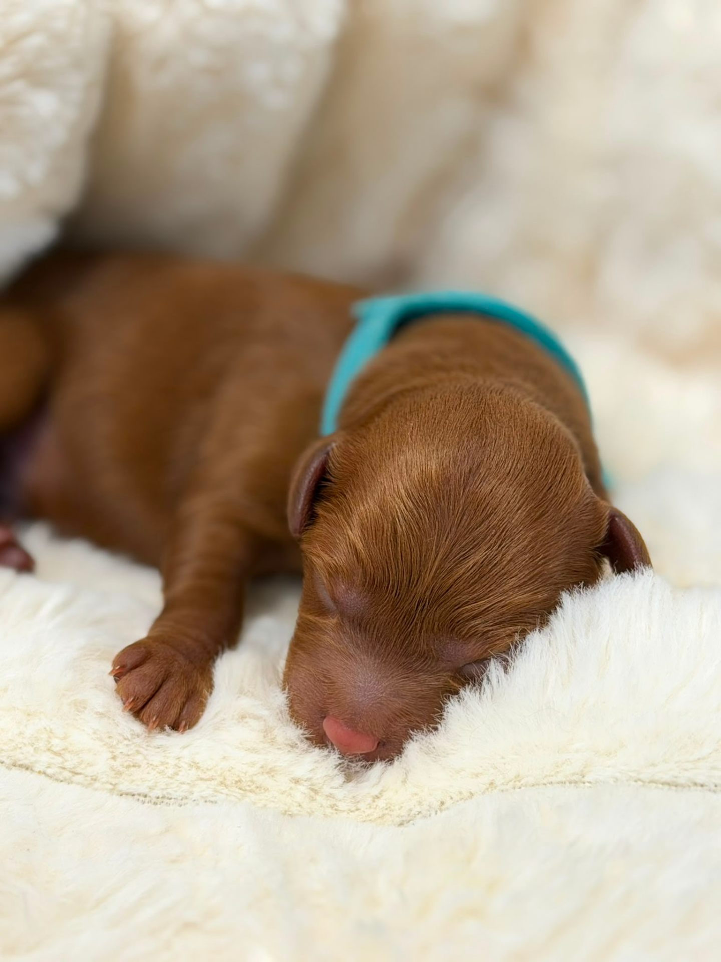 Milo