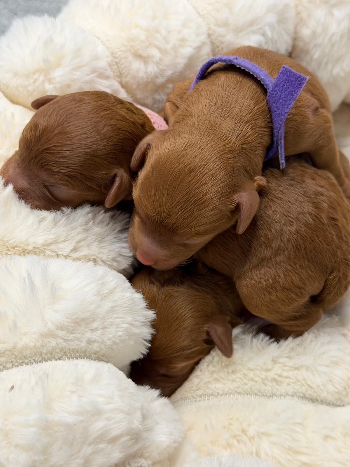 Winter 2026 puppies snuggled together
