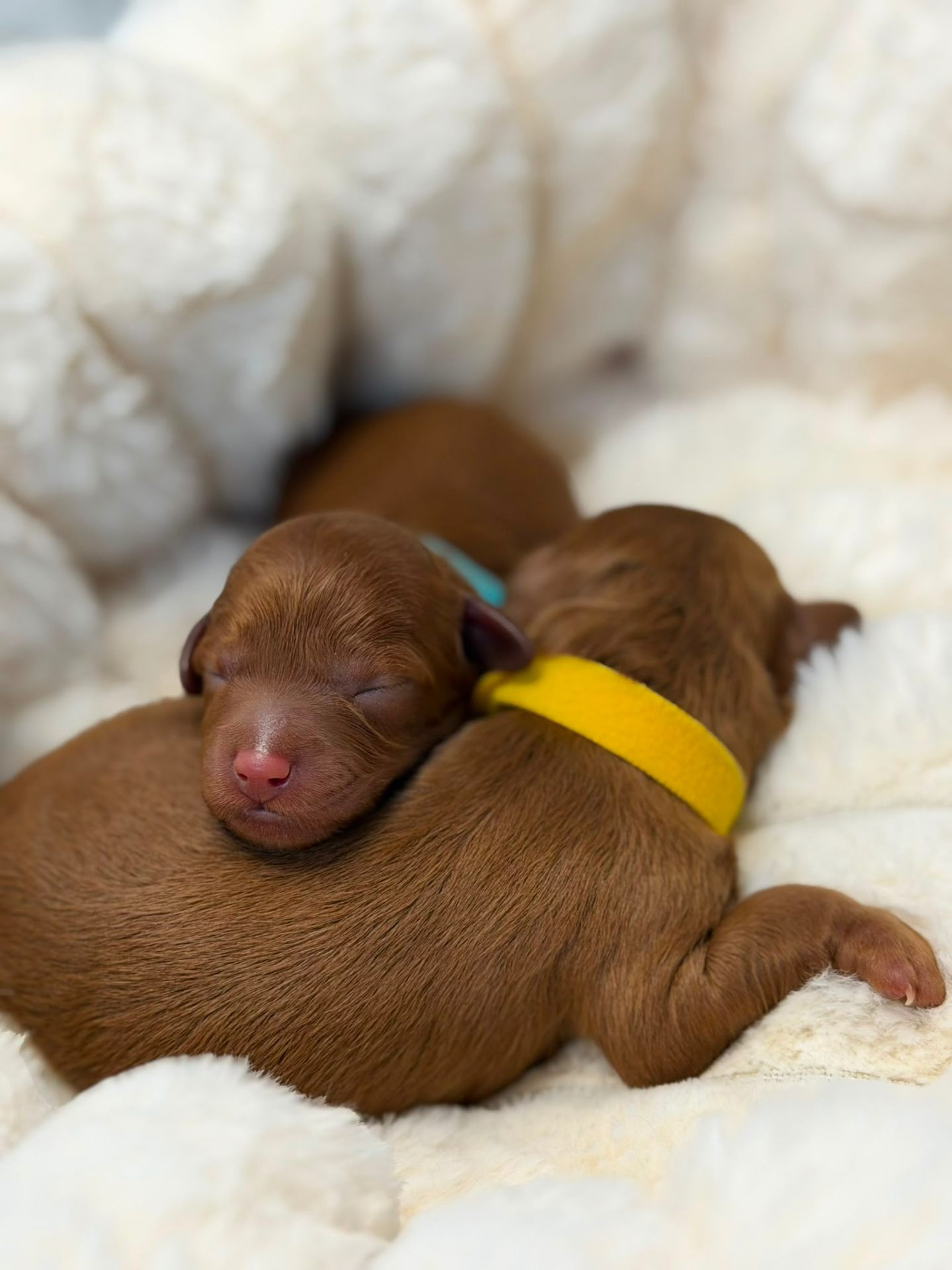 Winter 2026 puppies sleeping with yellow collar