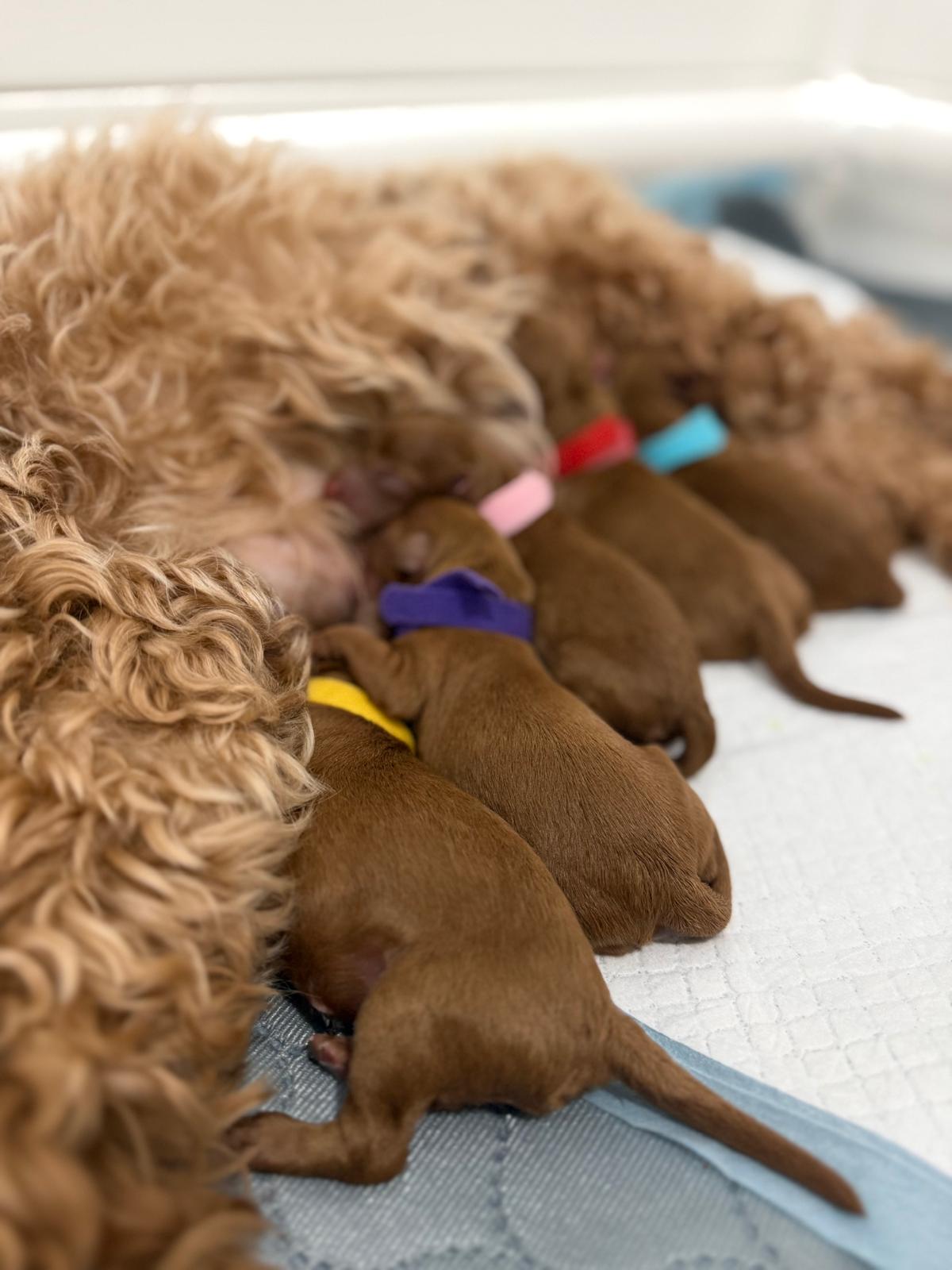 Winter 2026 litter lined up with Nala